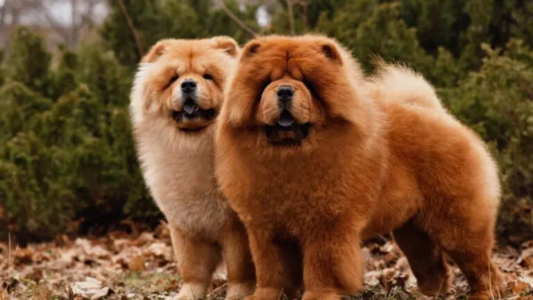 Male-Vs-Female-Chow-Chow-Who-Will-Win-This-Battle-720x405-3-scaled