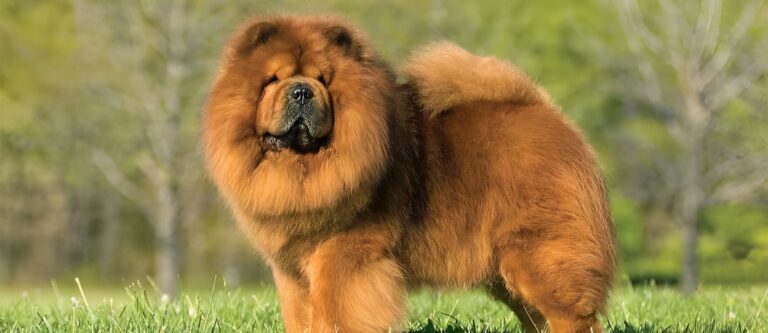 chow-chow-card-large-2