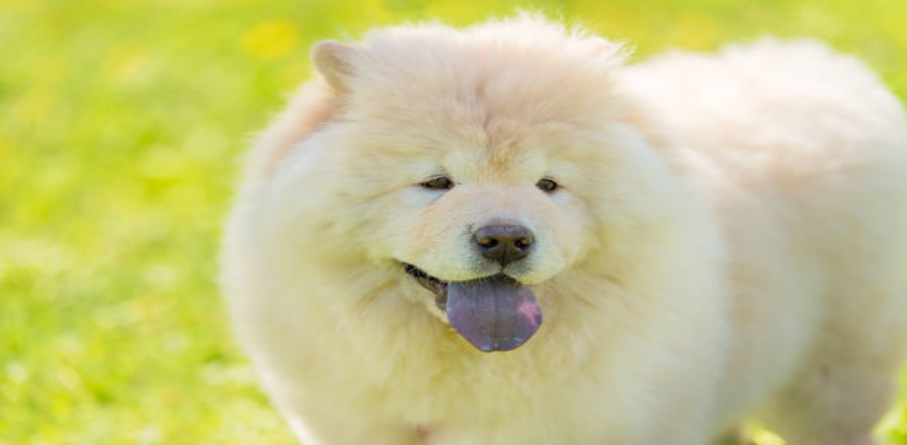 Chow-Chows-are-known-for-their-distinctively-unique-blue-tongues