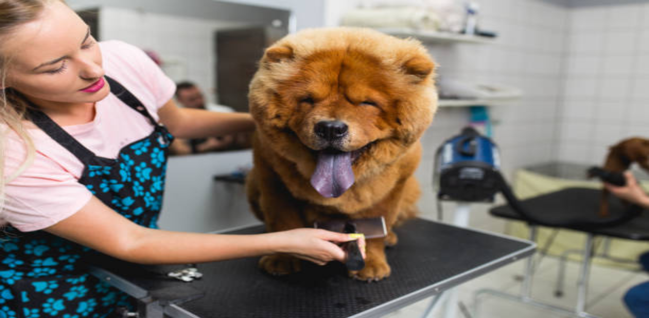 Grooming-of-Chow-Chow