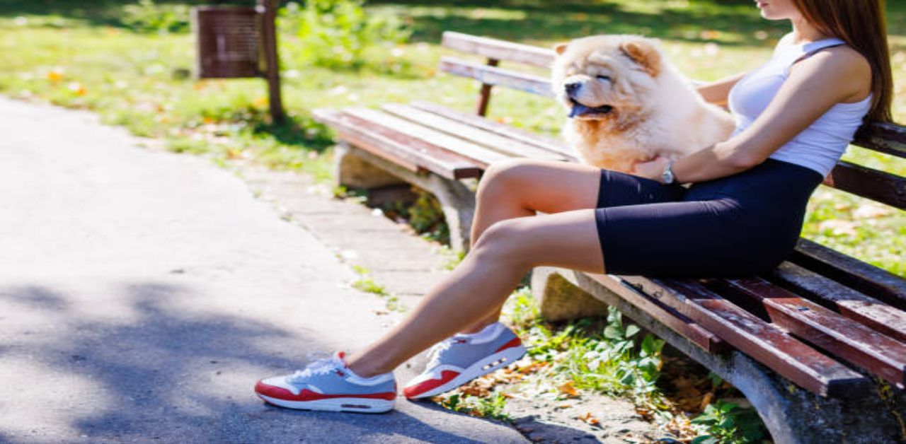 Interactive-play-sessions-help-keep-your-Chow-Chow-mentally-stimulated