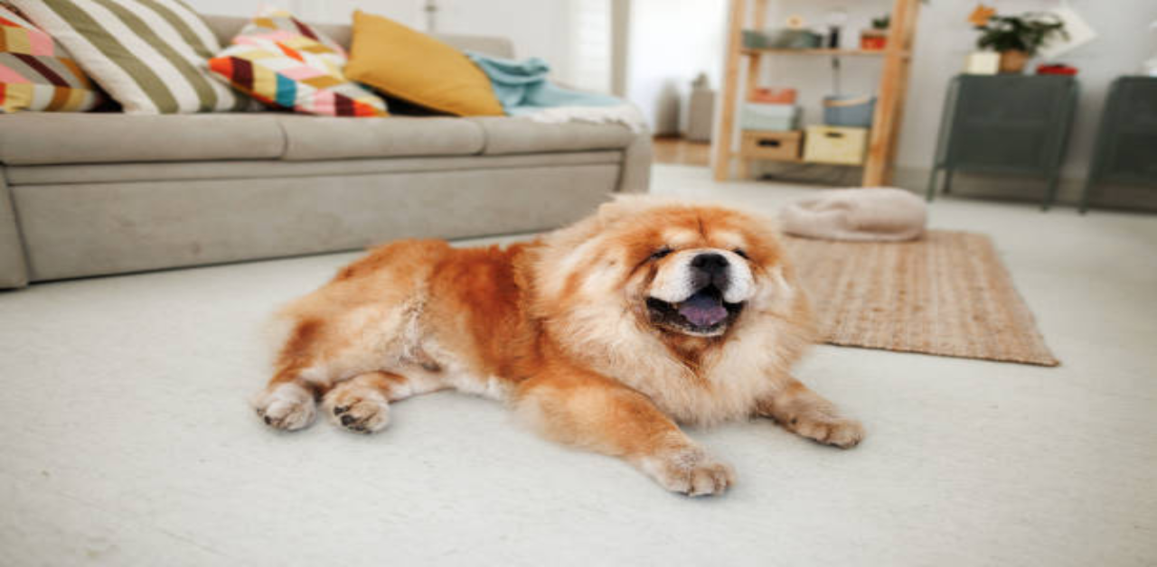 The-blue-tongue-of-Chow-Chows-often-sparks-curiosity-worldwide