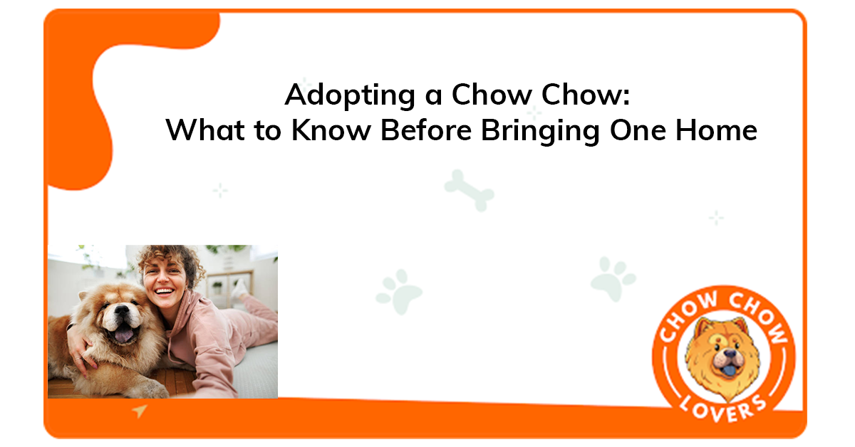 adopting-a-chow-chow-what-to-know-before-bringing-one-home