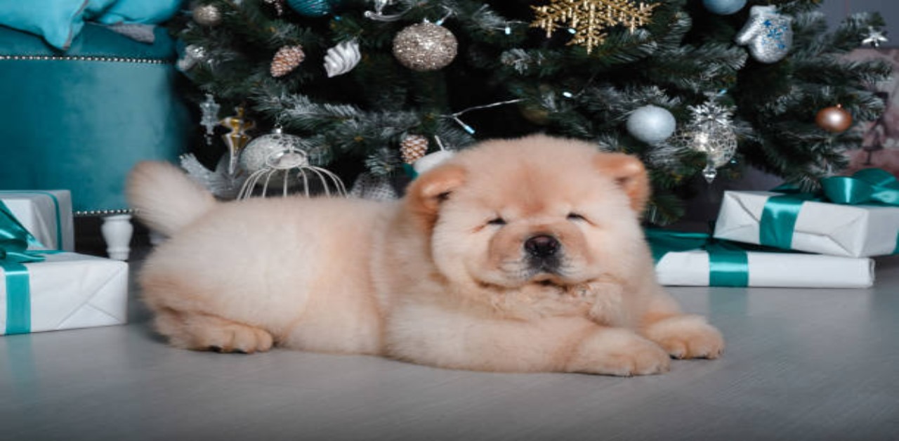 characteristics-of-chow-chow