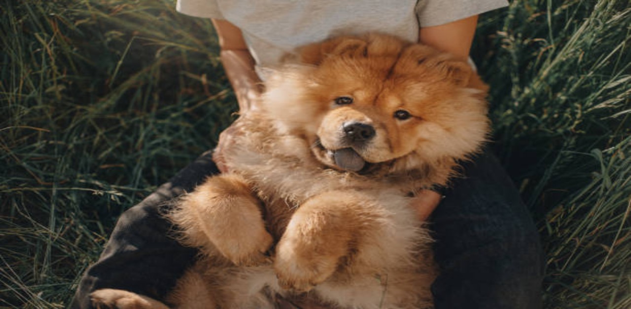 chow-chow-grooming