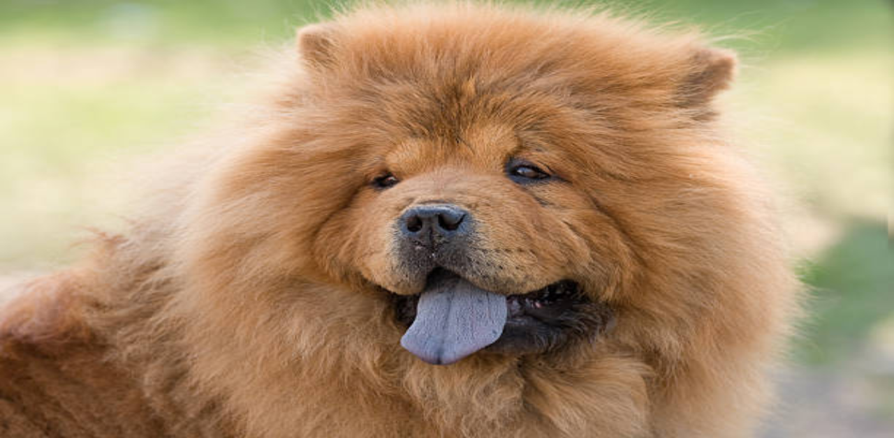 chow-chows-blue-black-tongue