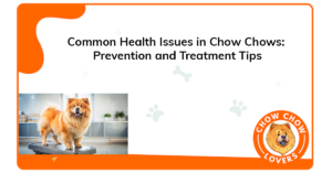 common-health-issues-in-chow-chows-prevention-and-treatment-tips