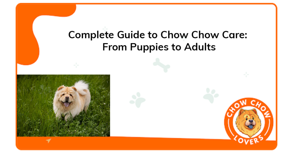 complete-guide-to-chow-chow-care-from-puppies-to-adults