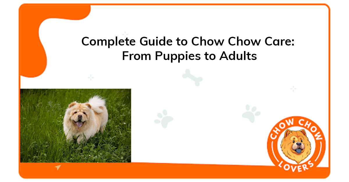 Complete Guide to Chow Chow Care: From Puppies to Adults