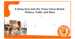 deep-dive-chow-chow-breed-history-traits-more