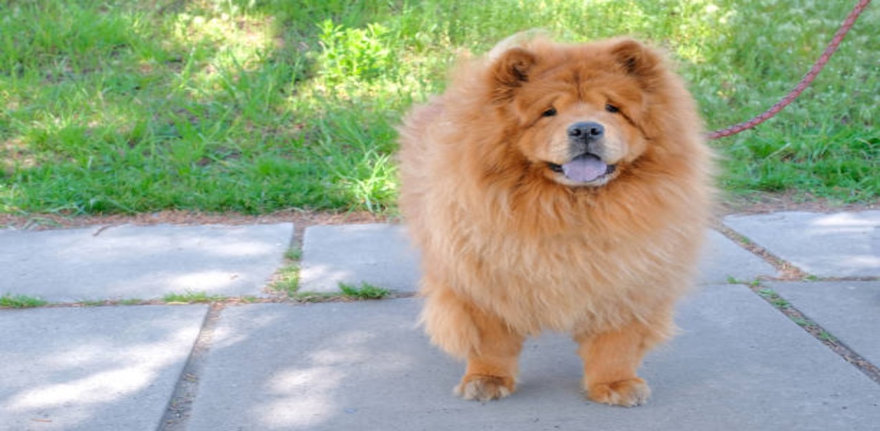 distinctive-chow-chow-personality-traits