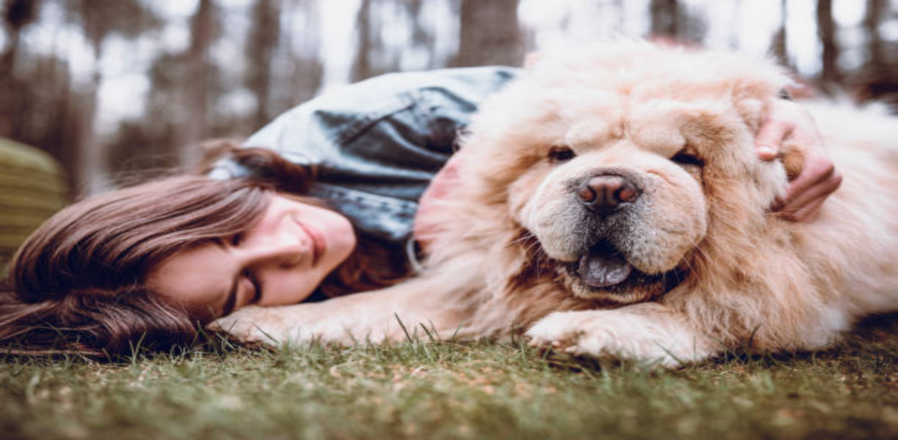 essential-basic-commands-for-chow-chows.