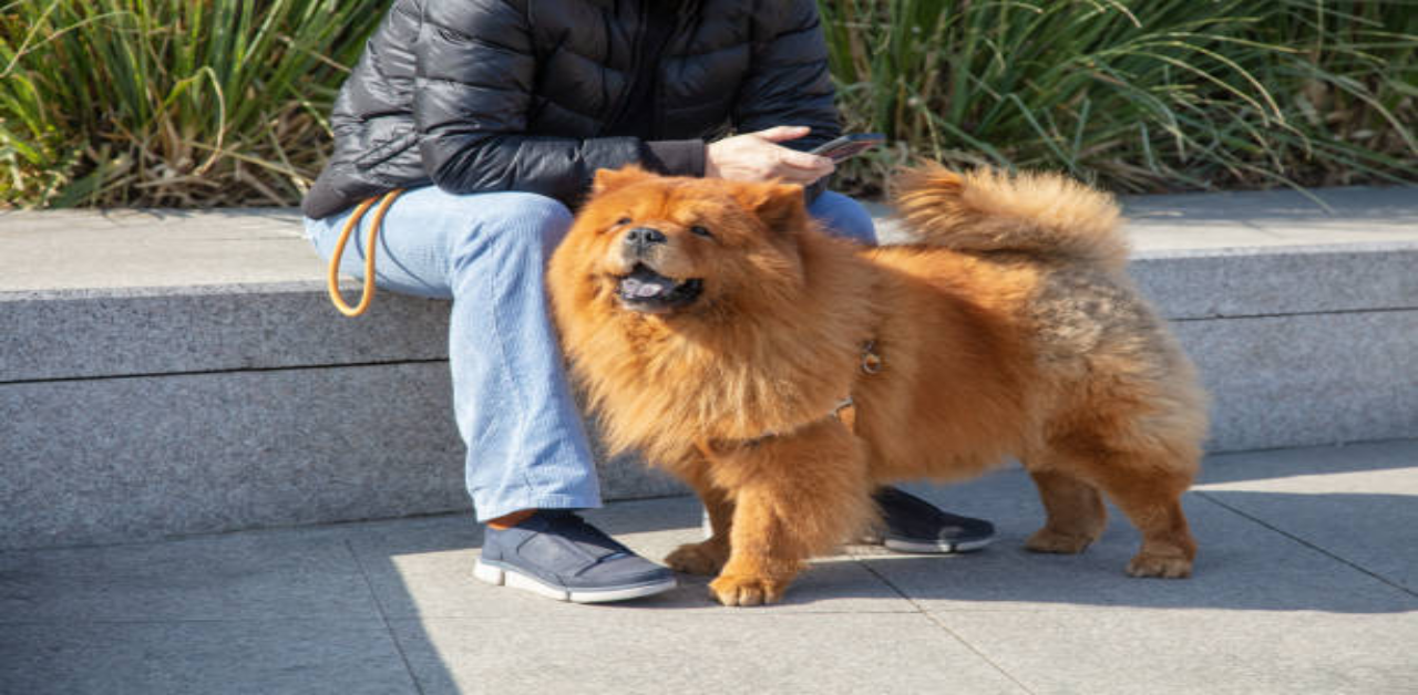 exercise-and-activity-needs-for-chow-chow