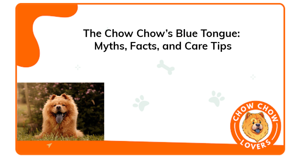 the-chow-chows-blue-tongue-myths-facts-and-care-tips