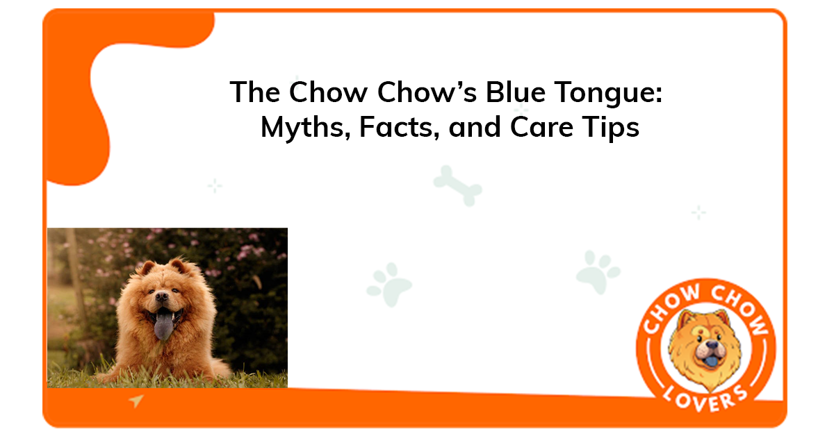 The Chow Chow’s Blue Tongue: Myths, Facts, and Care Tips