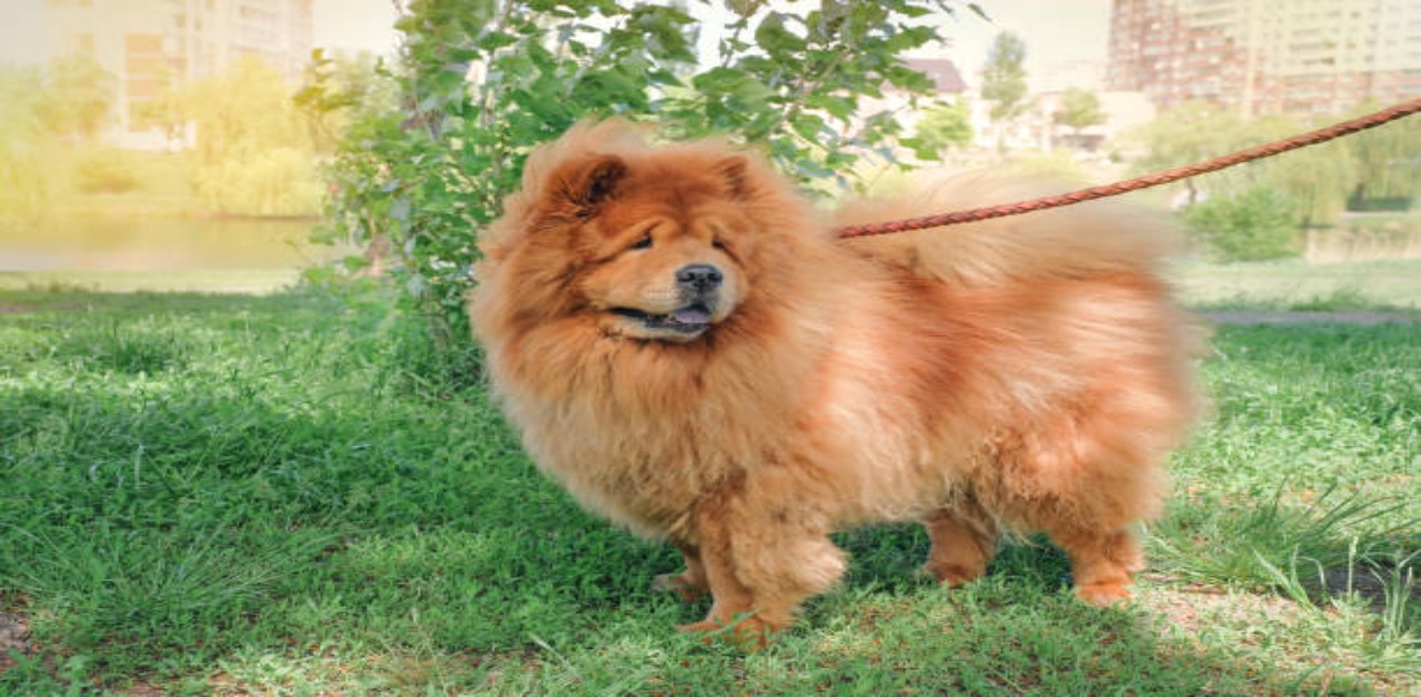 understanding-the-chow-chow-breed