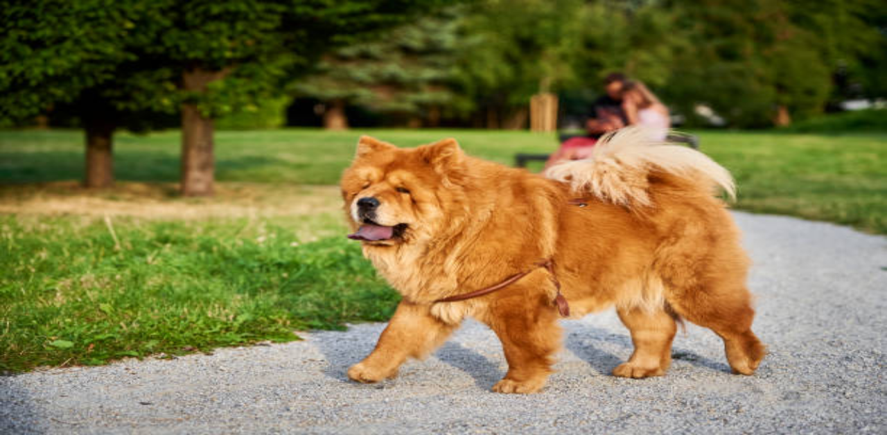 understanding-the-chow-chow-personality-independent-and-loyal-companions