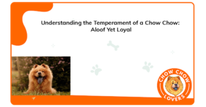 understanding-the-temperament-of-a-chow-chow-aloof-yet-loyal