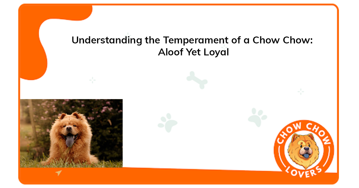 understanding-the-temperament-of-a-chow-chow-aloof-yet-loyal